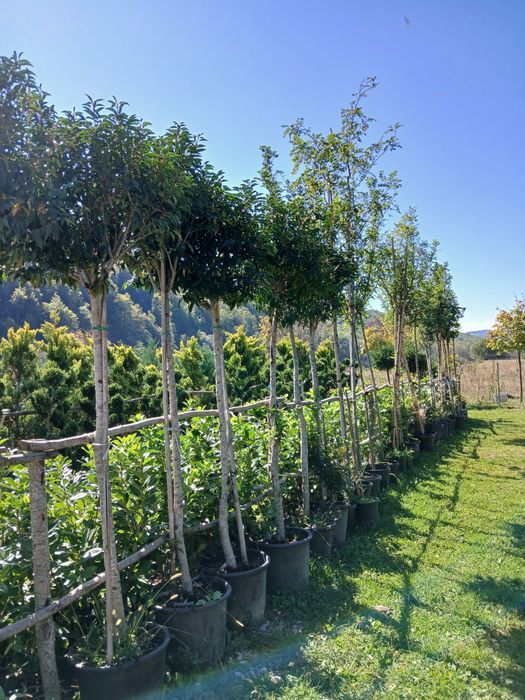 Plante ornamentale