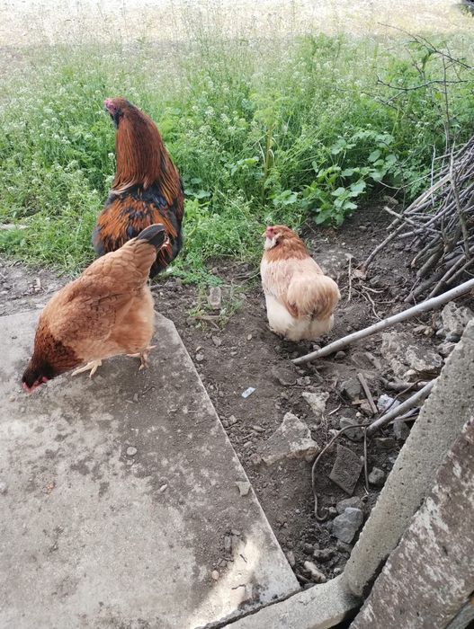 Vând ouă de găină verzi