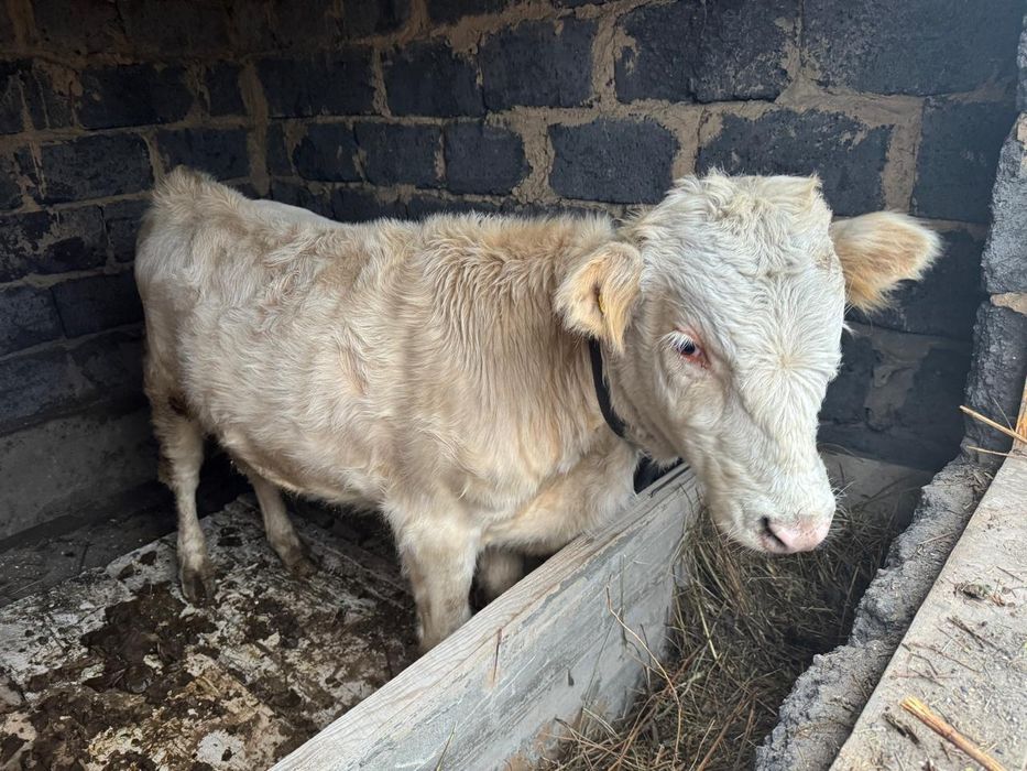 Патсос еркек Әулиекөл