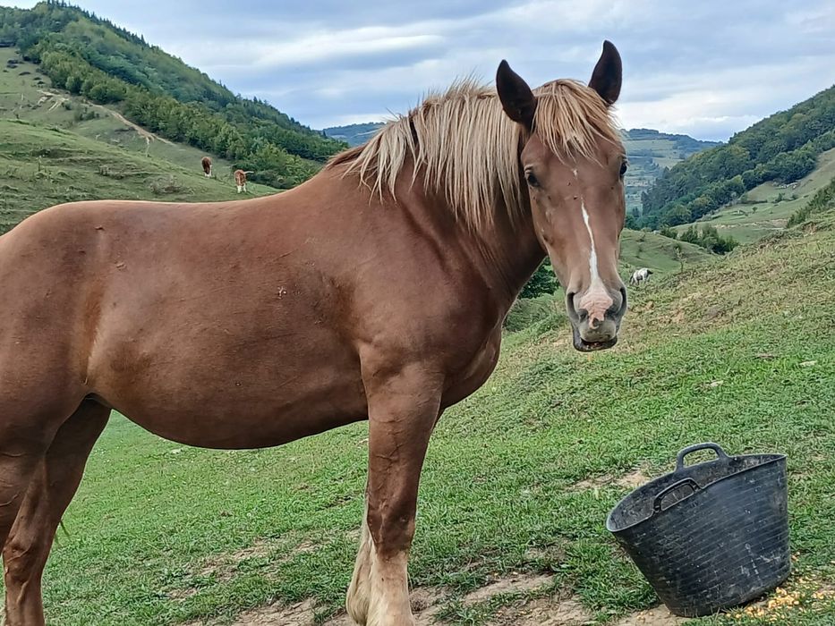 Mânza  cuminte de 2 ani și  6 luni