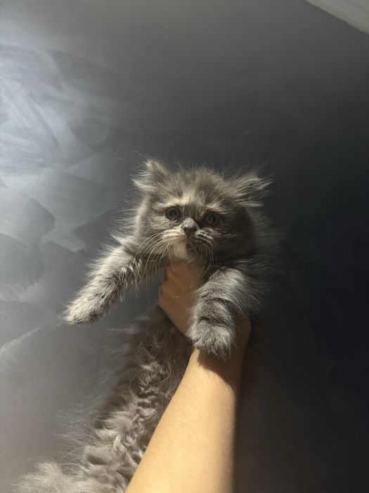 Продаются котята скотиш