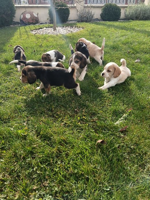 De vânzare miei de rasa