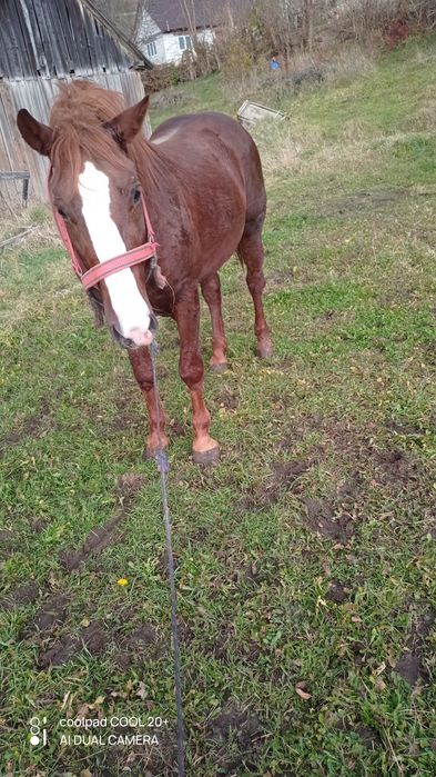 De vânzare hărmăsar