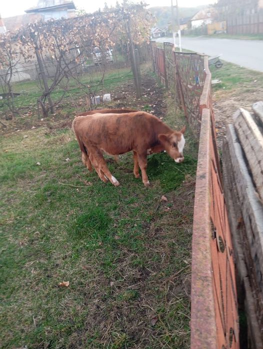 Tăuraș și Junince