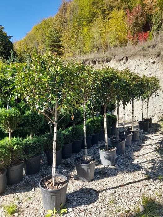 Plante ornamentale mesteacan tei,pawlonia