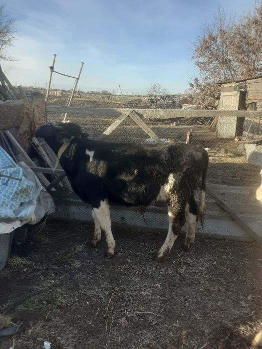 Продам бычка 11месячного