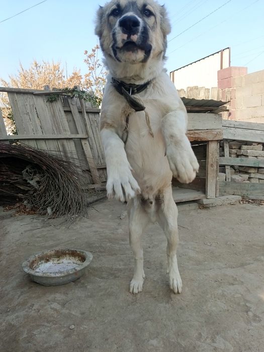 Алабай таза сатылады