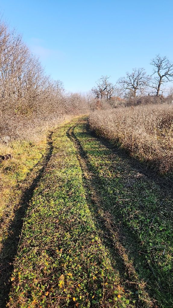 Servicii De Defrisare Cosire Tocare Vegetație