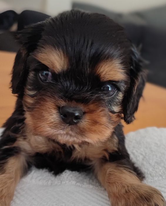 Bichon  havanez băiețel  550 lei