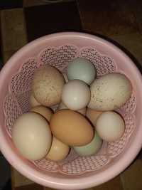 Vând ouă pentru incubație!