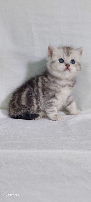 Продаётся  девочка  очень  крупная  только  бронь