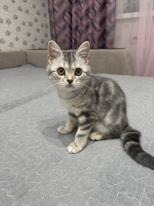 Продается породистый котенок