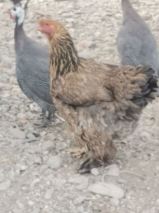 Schimb/Găini și cocoși brahma