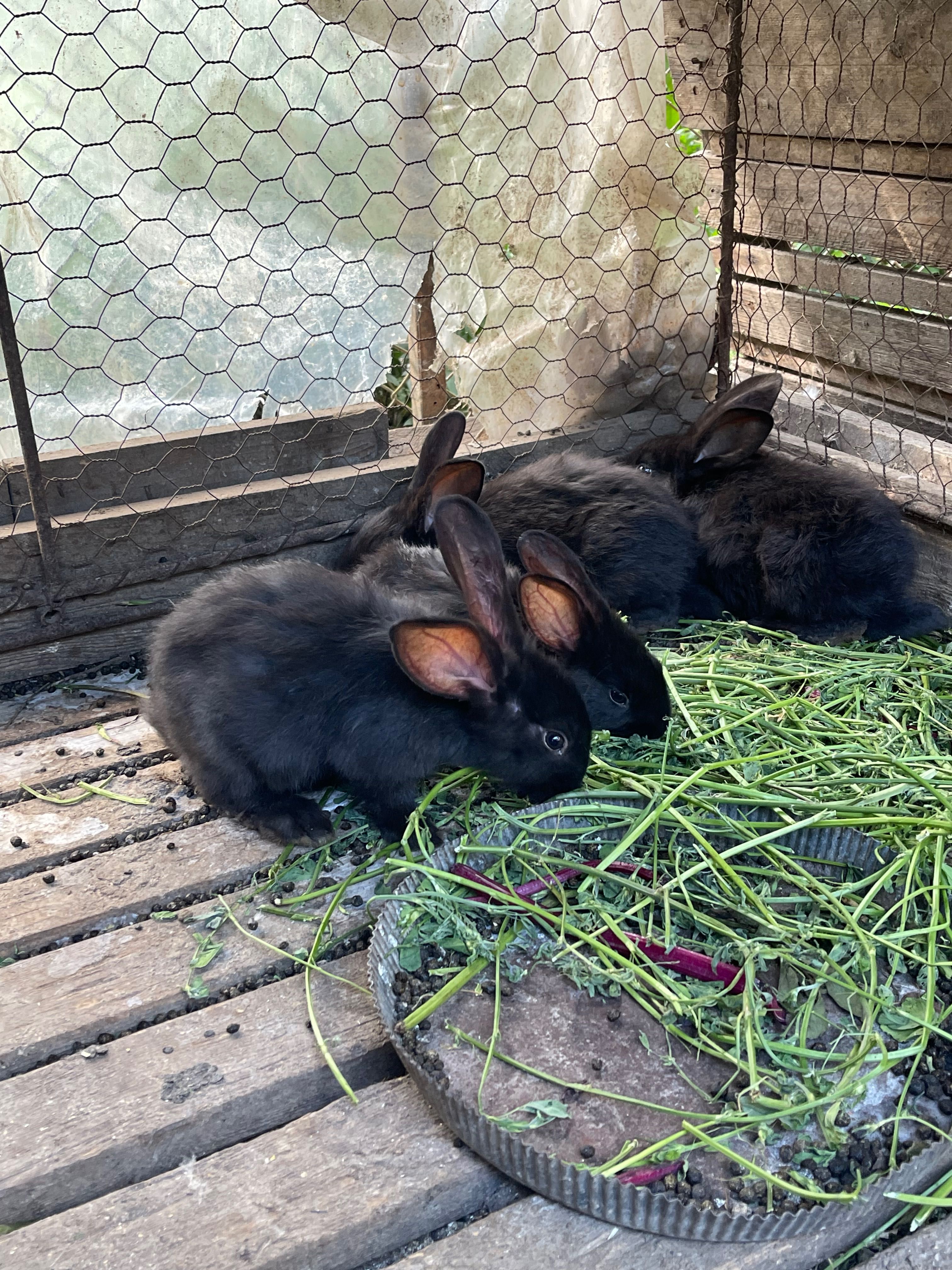 Vând iepurași de 3 luni