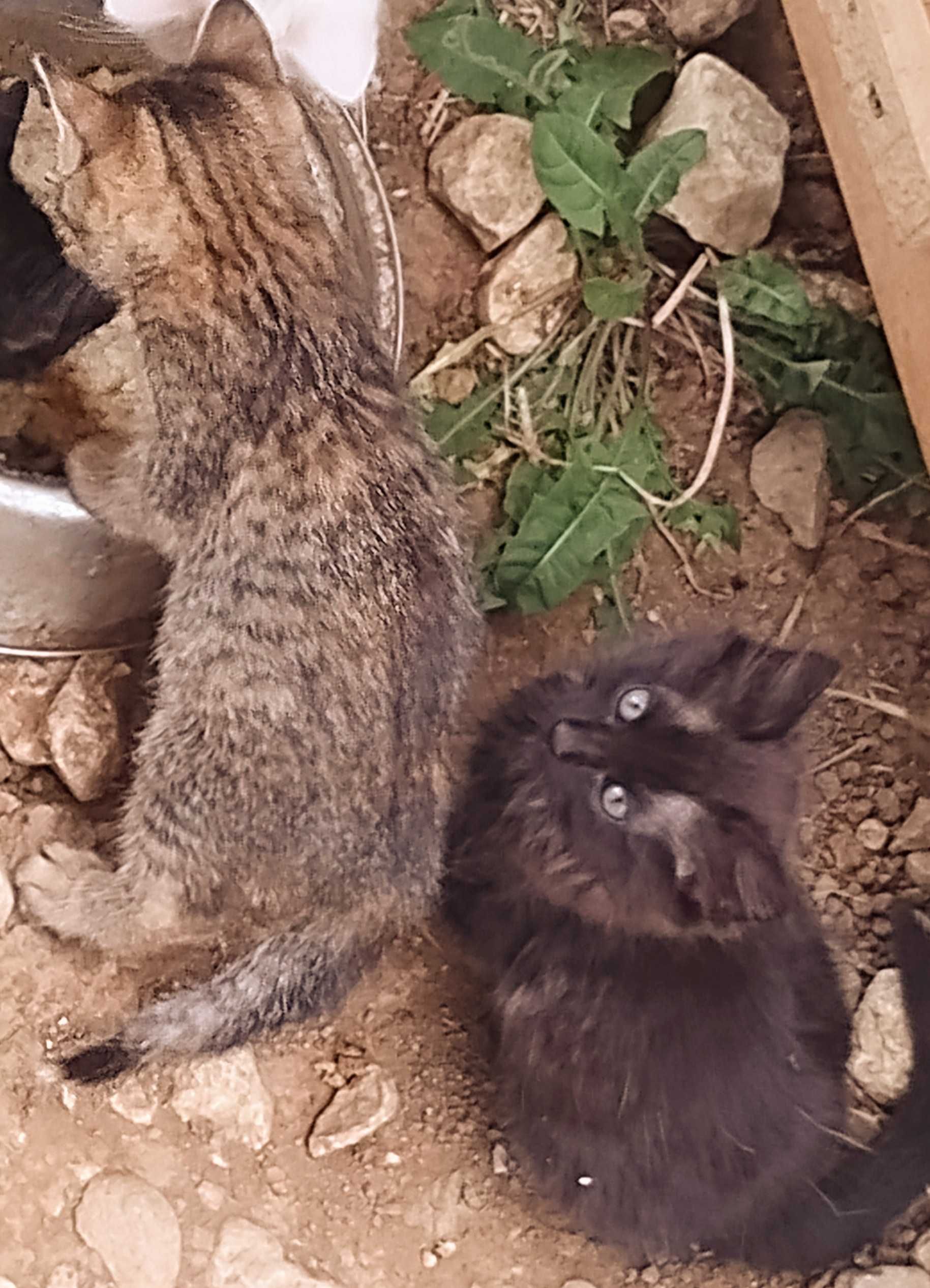 Подарявам малки котенца
