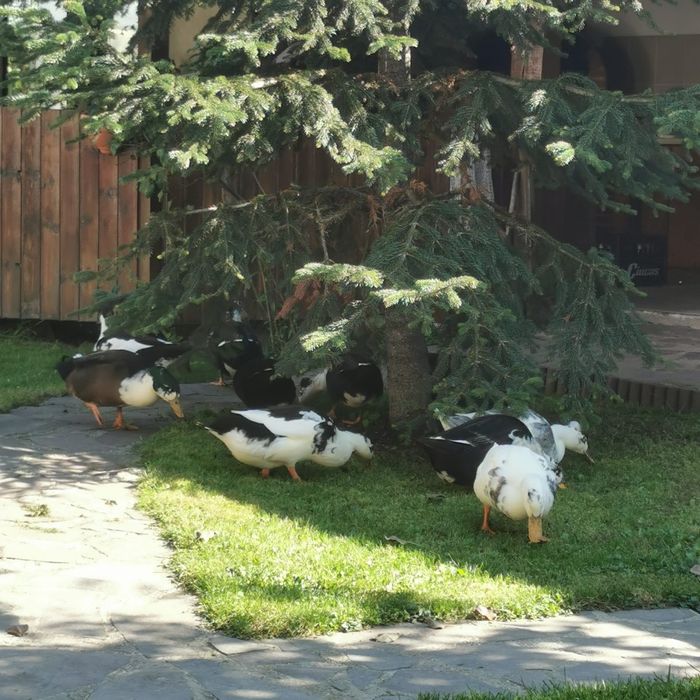 . Ouă proaspete de găină și rață – naturale, crescute liber