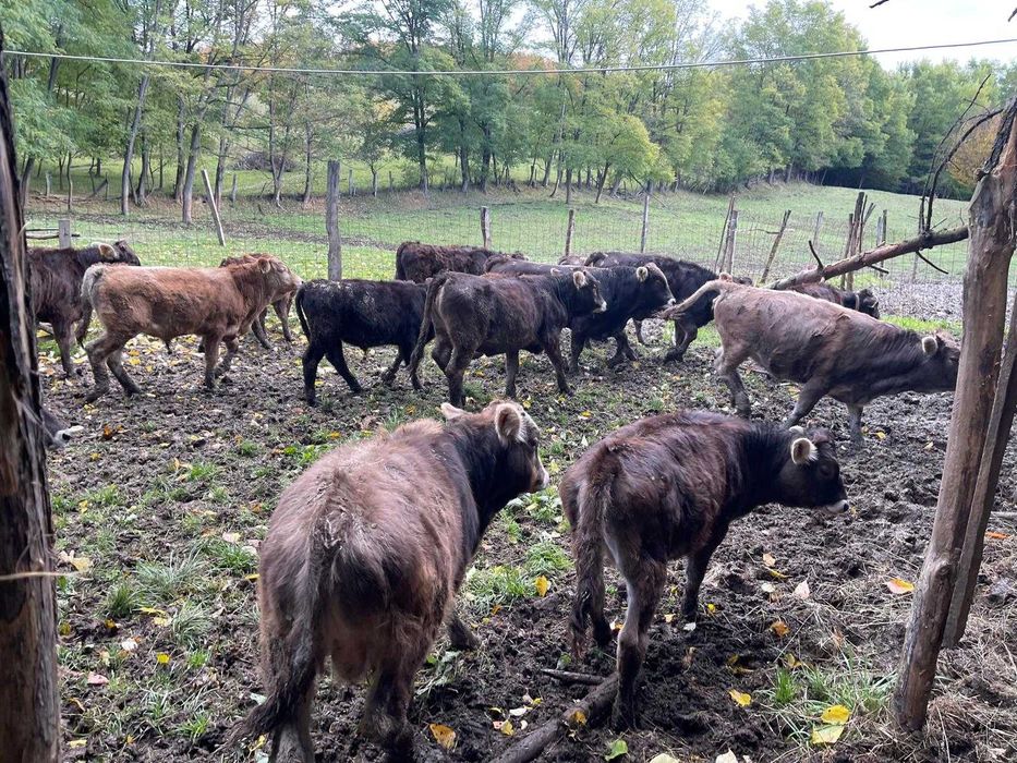 Vănd viței de diferite categorii de greutate