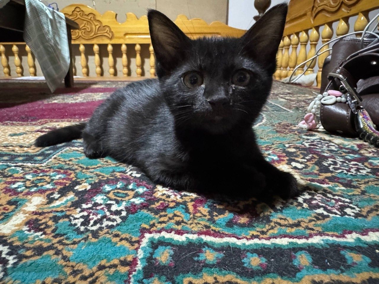 Отдам котят в хорошие руки