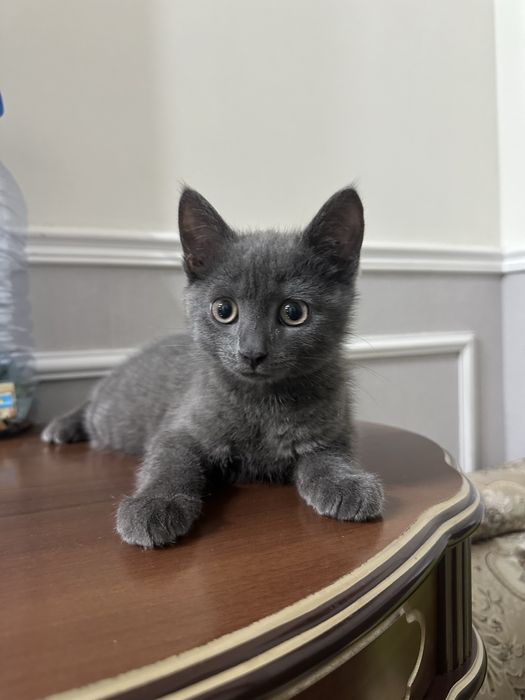 Отдам котенка в добрые руки