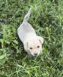 Catel spre adoptie destul de urgent