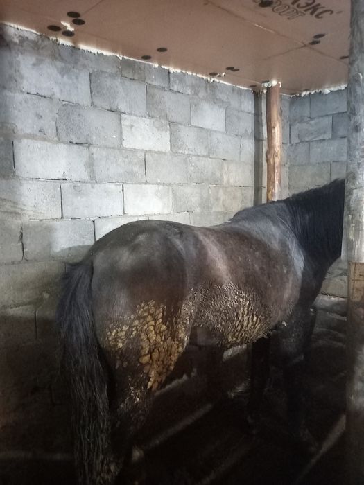 Продам лошадь жирная