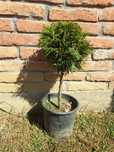 Tuia tip glob 70 cm înălțime.