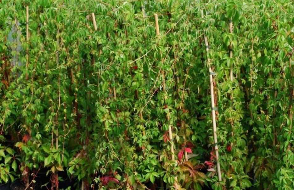 Vita de Canada (Parthenocissus quinquefolia) oferta  100 buc