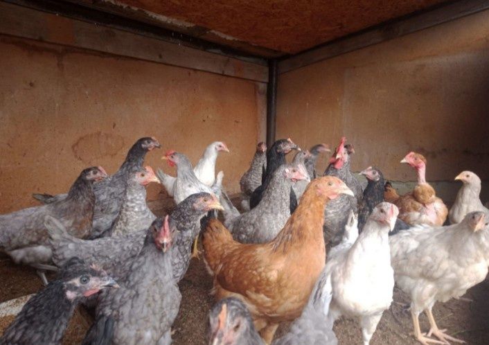 Куры домашние ( Молодняк, Породистые)