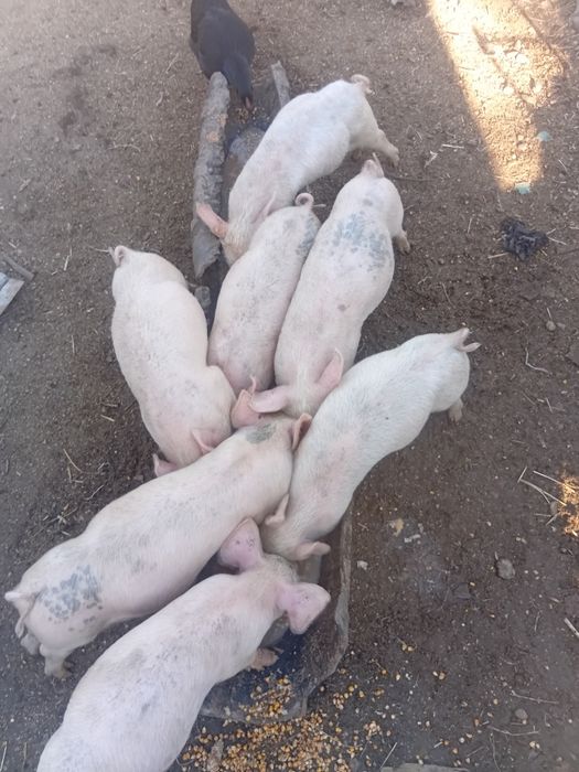 !!! Se vând 5 din 7