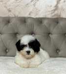 Baietel MALTIPOO TOY- exemplar superb!