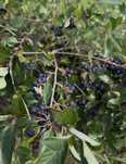 Aronia, 15 lei/kg