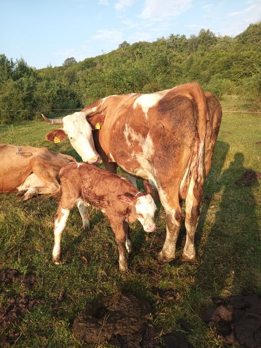 Vacă de vanzare ,fatata recent.Este la a cincea fatare.