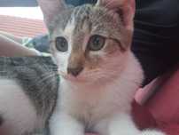 Urgent! 2 pisici adorabile, iubitoare și jucăușe de adopție