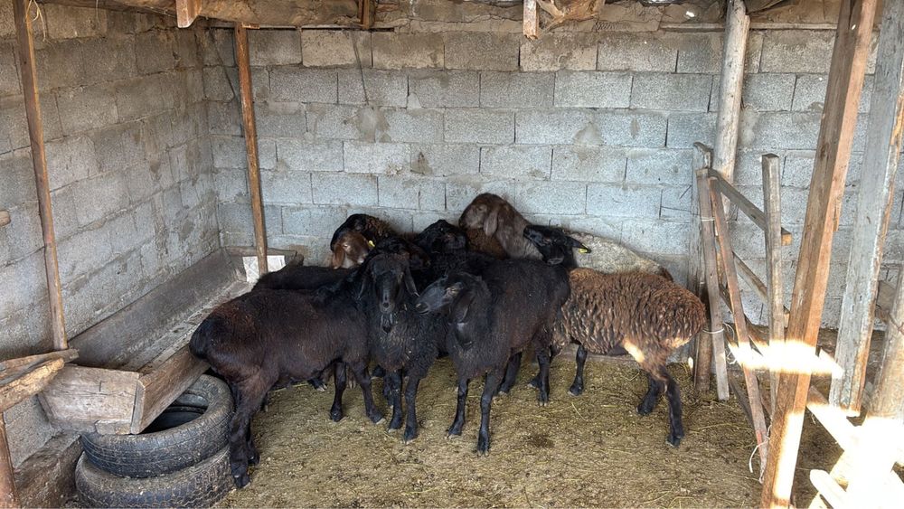 Еркек, ұрғашы тоқтылар сатылады. Семіз бордақы тес арада.