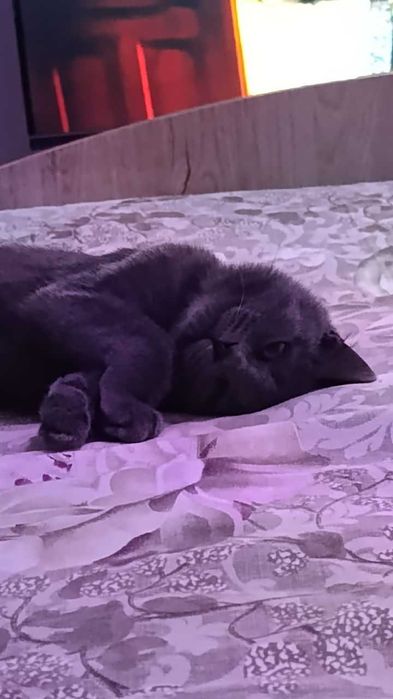 Продаётся котик скоттиш страйт