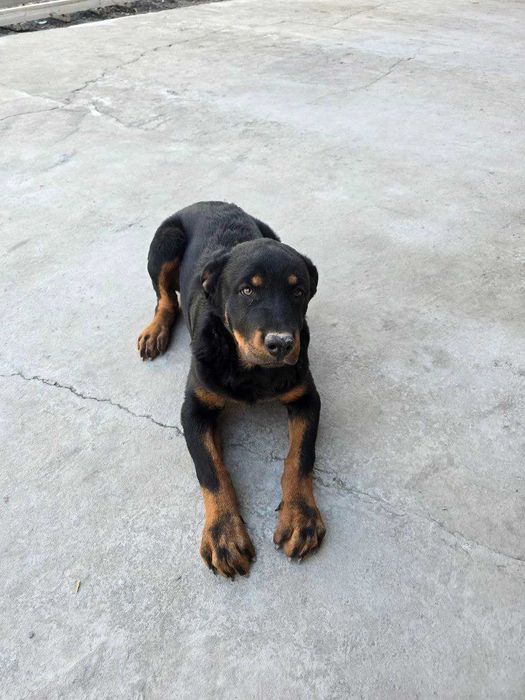 Продам щенка Ратвейлера девочку 3.5 месеца