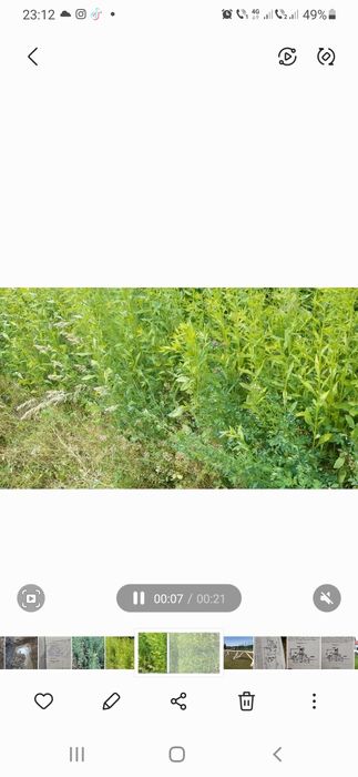 Vind baloti dreptunghiulari.amestec de buruieni cu lucerna