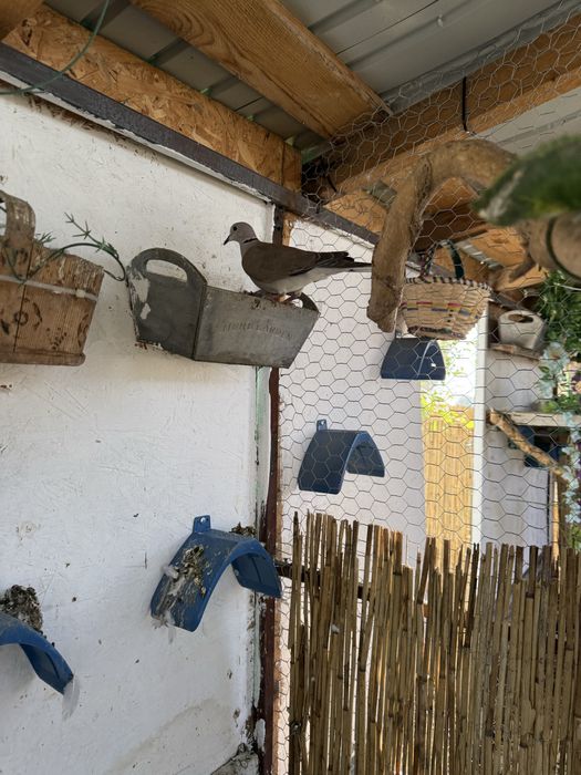 Vand 2 perechi de pauni si turturele