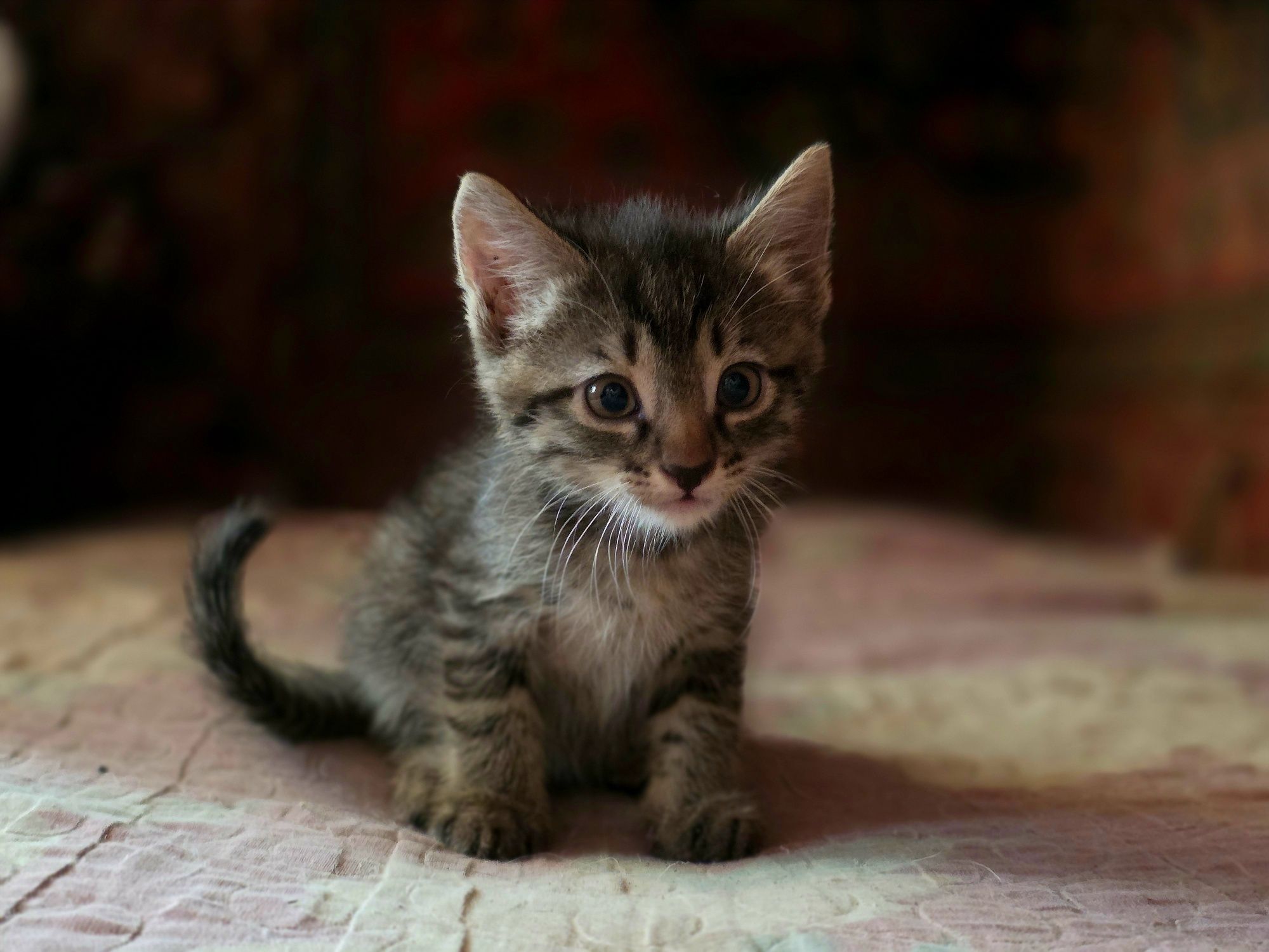 Срочно! ОТДАЁЮТСЯ котята в доброе руки!