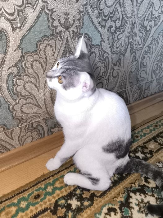 Бесплатно отдам кота в хорошие руки