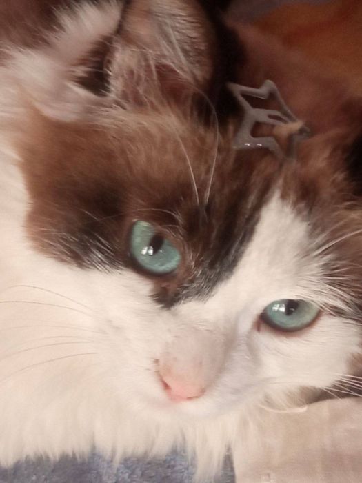 Отдадим кота в добрые руки