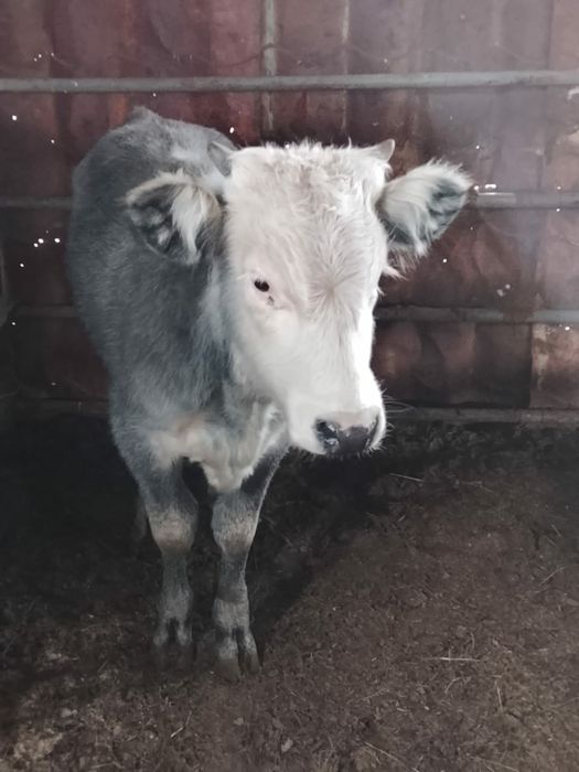 Еркек баспақ сатылады