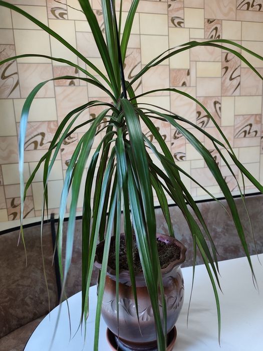 Продам цветок драцена