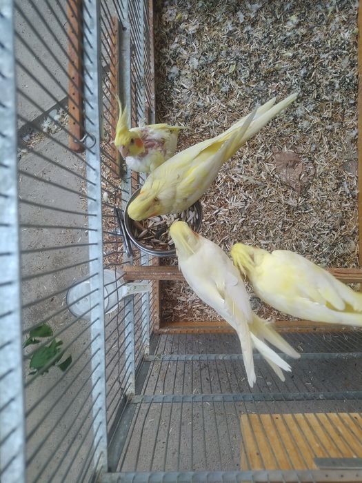 Семь корелл с клеткой