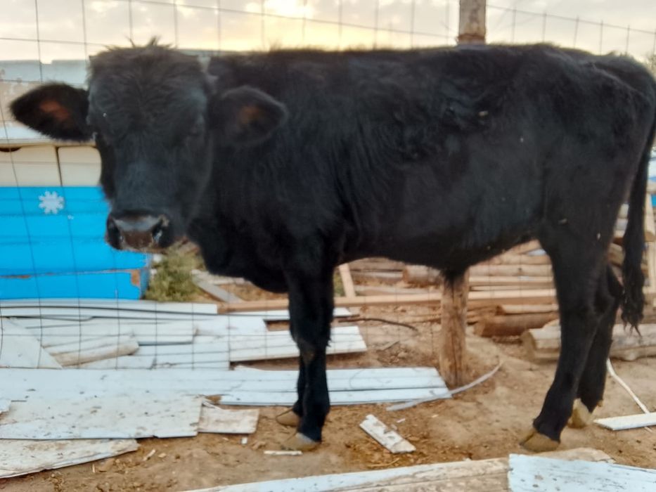 Бұзаулар екеу сатылады