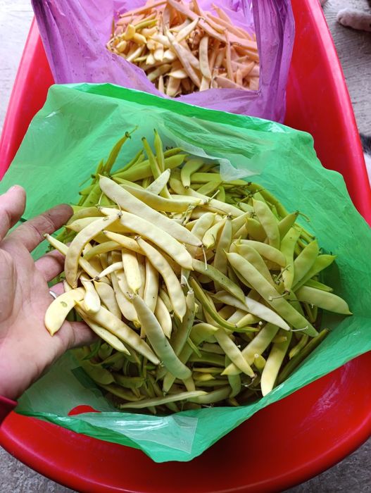 Fasole verde, disponibil 11 kg