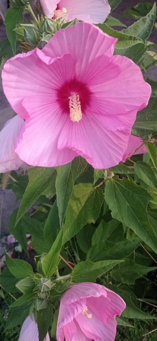 Хибискус с огромни 20-25 сантиметровицветове