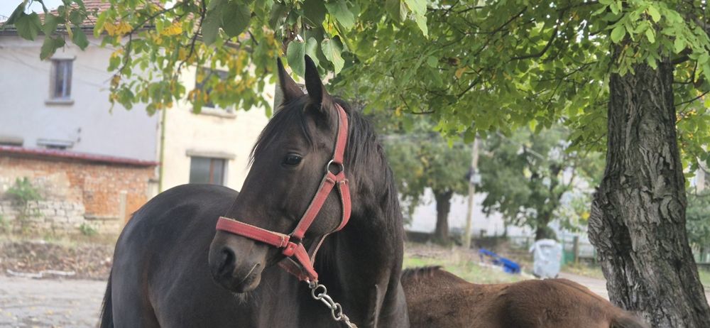 Продава се кобила само за свободно бягане