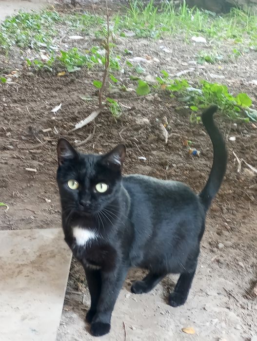 Срочно! отдаём котят