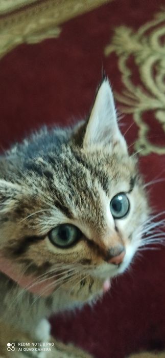 Котята табби продаются